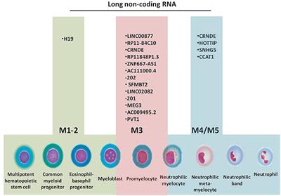 Long Non-coding RNAs in Myeloid Malignancies